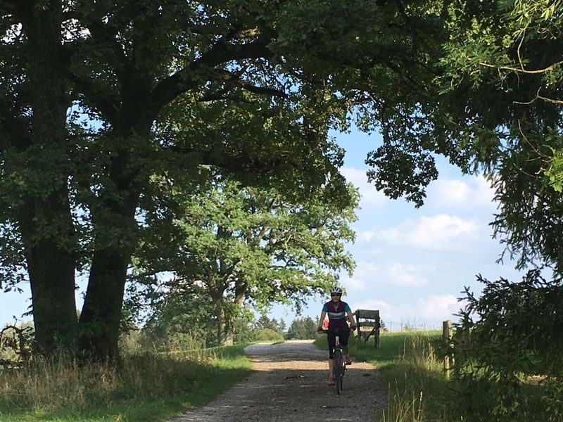 Feldweg unter alten Eichen (September 2018)