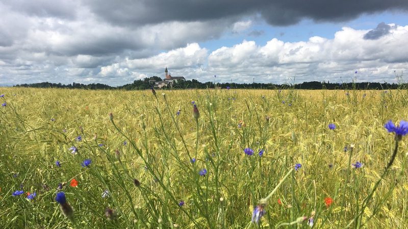 Kornblumen im Getreidefeld, das Kloster im Hintergrund