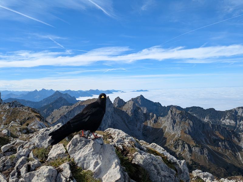 Eine Dohle mit gelbem Schnabel auf den Gipfelfelsen, dahinter Bergketten über dem Nebel
