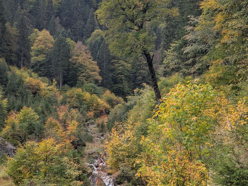 Herbstlich gefärbter Bergwald im Tal