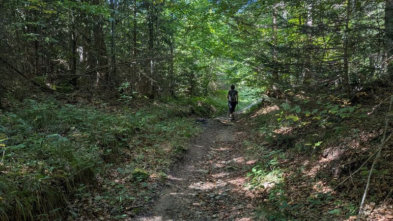 Der Steig führt gleich hinter dem Spielplatz steil durch den Wald bergauf