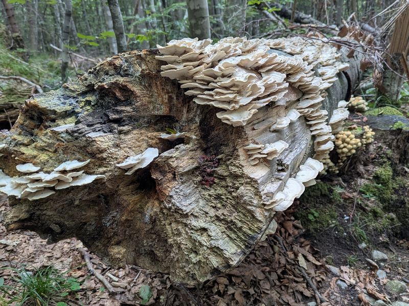 Nahaufnahme der Baumpilze am selben Stamm