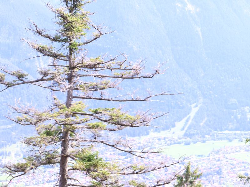 Blick durchs Geäst hinunter ins Tal
