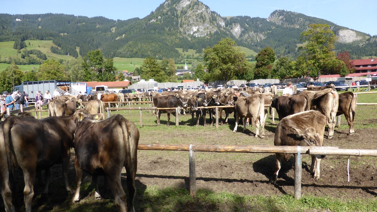 Geschmückte Kühe beim Viehscheid nach dem Almsommer