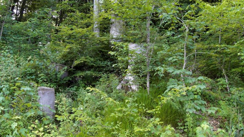 Waldstück am Burgweg im Bergwald Wolfratshausen