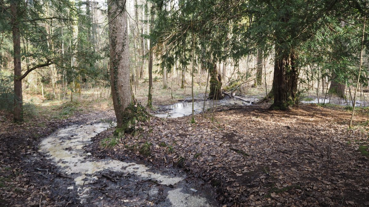 Alte Eiben im Paterzeller Eibenwald bei Wessobrunn