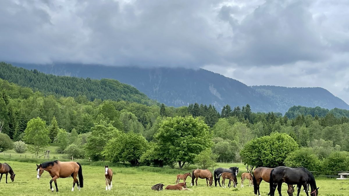 Fohlen auf der Weide des Haupt- und Landgestüts Schwaiganger