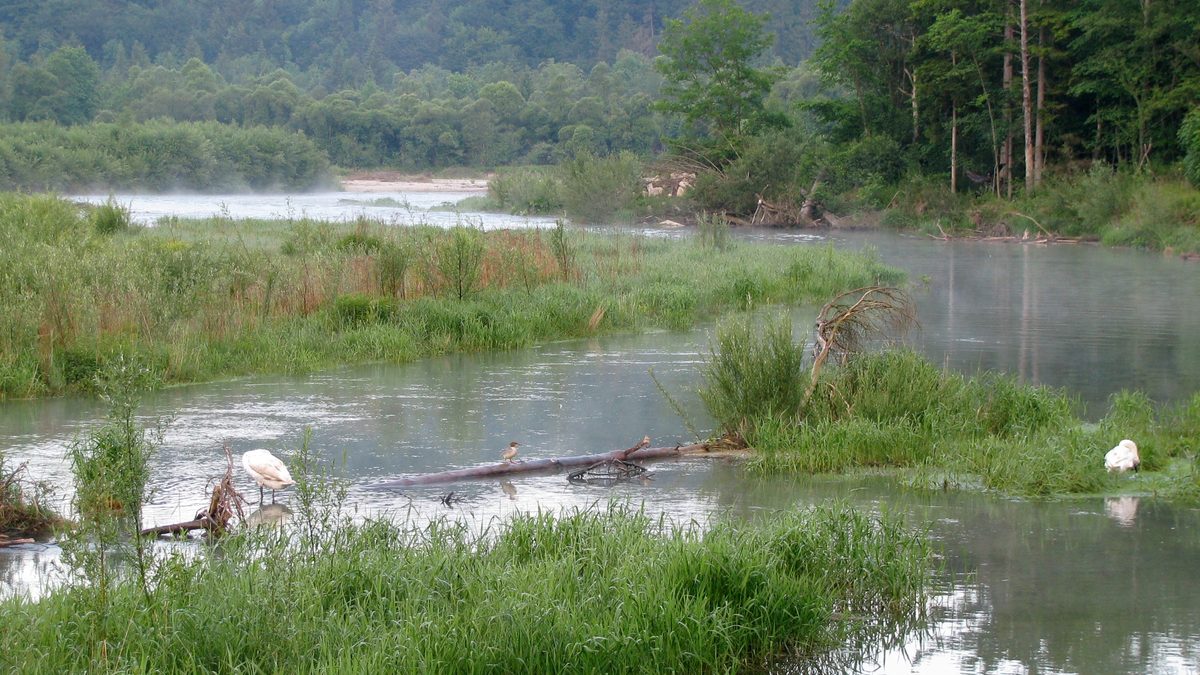 Die Isar in der Pupplinger Au — Kiesinseln dürfen nicht betreten werden