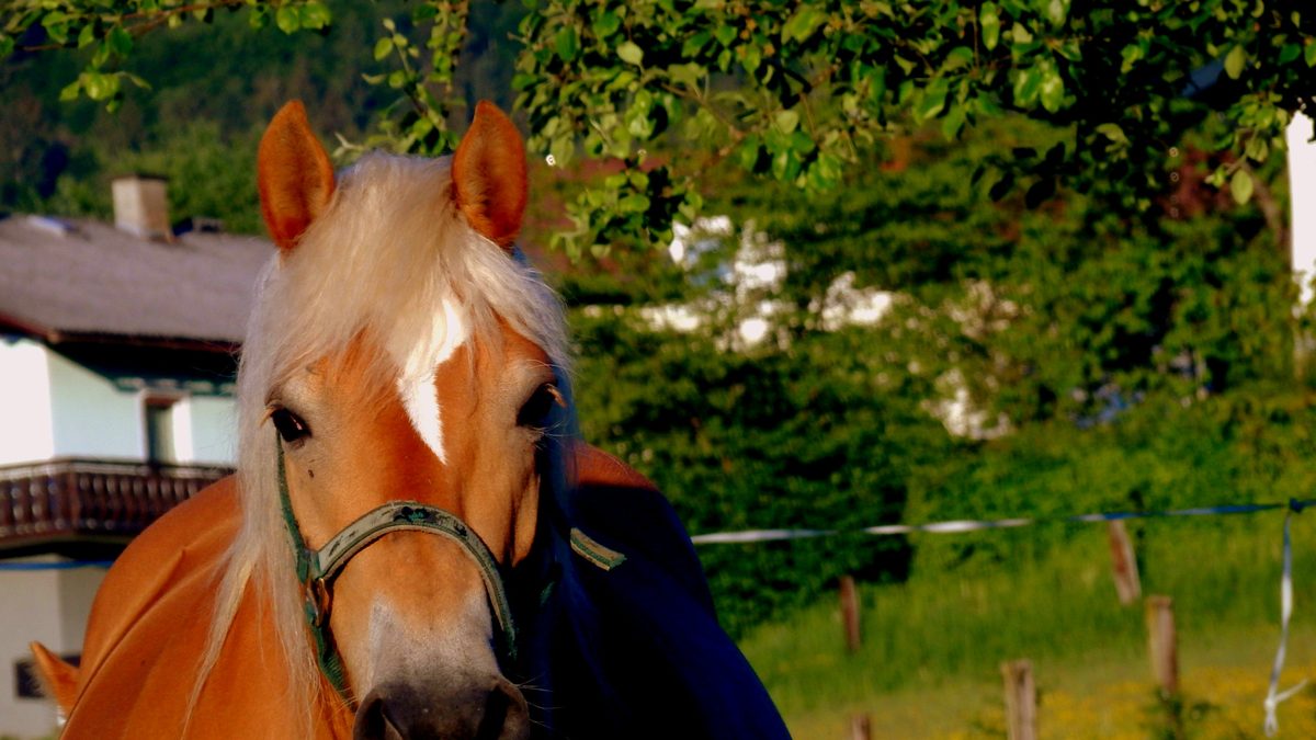 Eine Haflinger-Stute auf der Weide