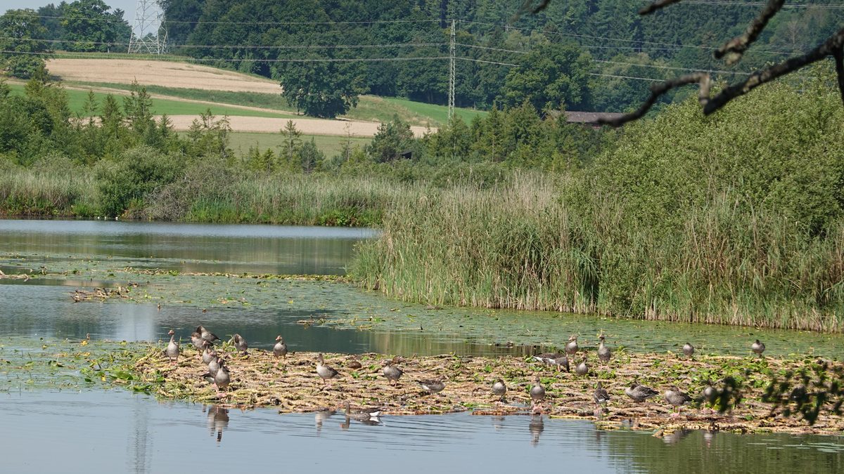 Insel im Maisinger See