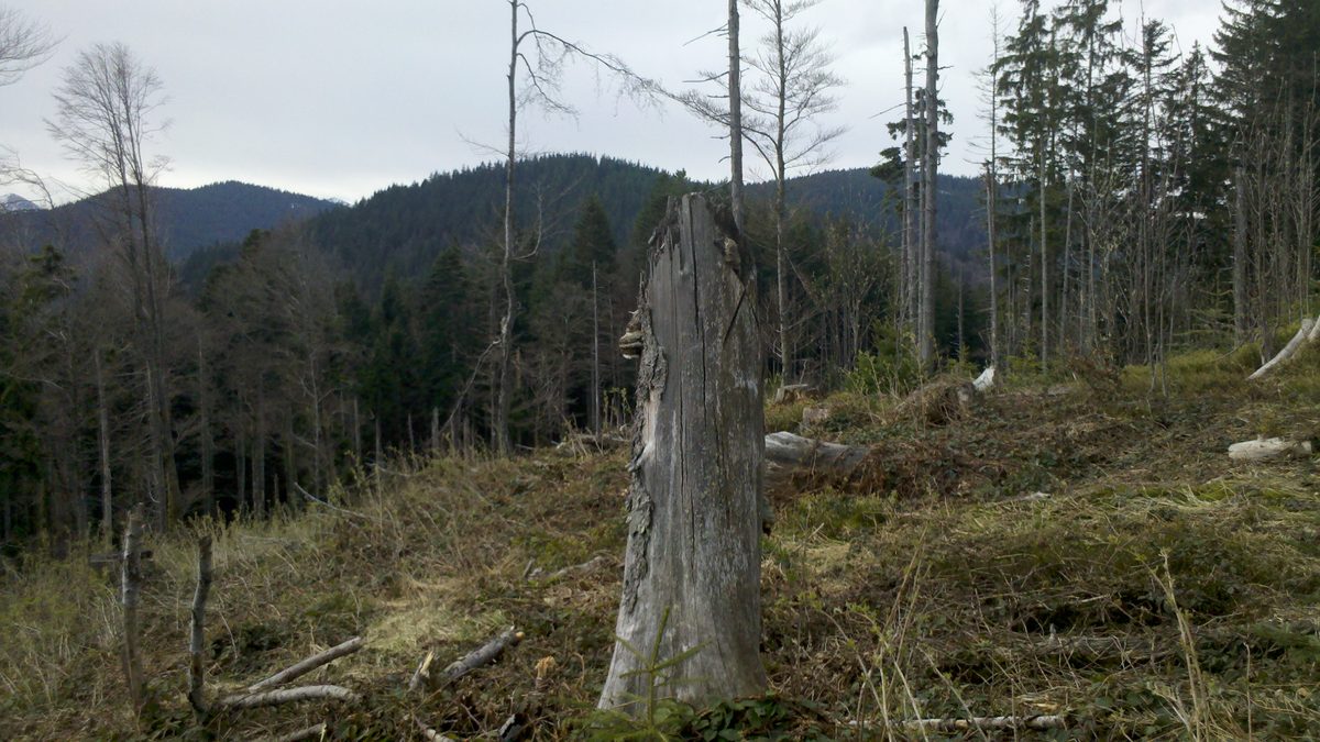 Die Nesselscheibe in den Tegernseer Voralpen