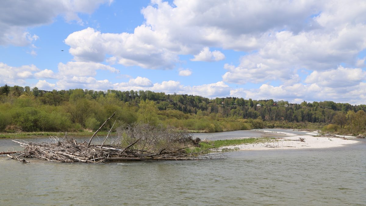 Die wilde Isar in der Pupplinger Au