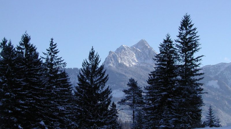 Der Säuling